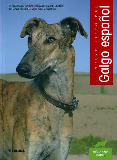 El galgo espa&ntilde;ol