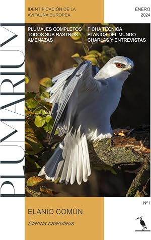 Elanio com&uacute;n (Elanus caeruleus). Identificaci&oacute;n de la avifauna europea: PLUMARIUM
