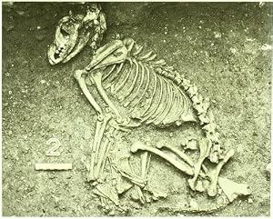 La arqueolog&iacute;a de los animales (ANTROPOLOGIA)