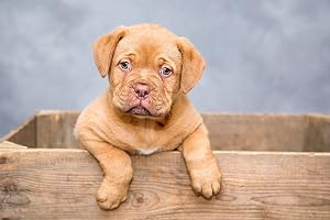 La educaci&oacute;n de tu perro