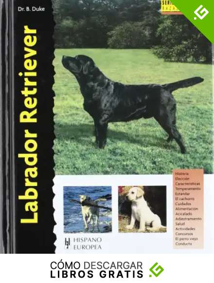 Labrador Retriever (Excellence)
